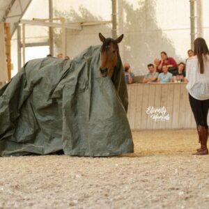 🌿 Onlinekurs: "Alltagshelden" Gelassenheit, Vertrauen und Sicherheit im Pferdealltag