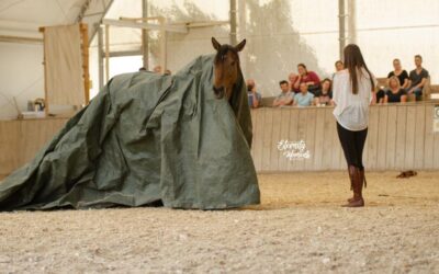 🌿 Onlinekurs: „Alltagshelden“ Gelassenheit, Vertrauen und Sicherheit im Pferdealltag